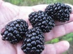 Moras y Arándanos