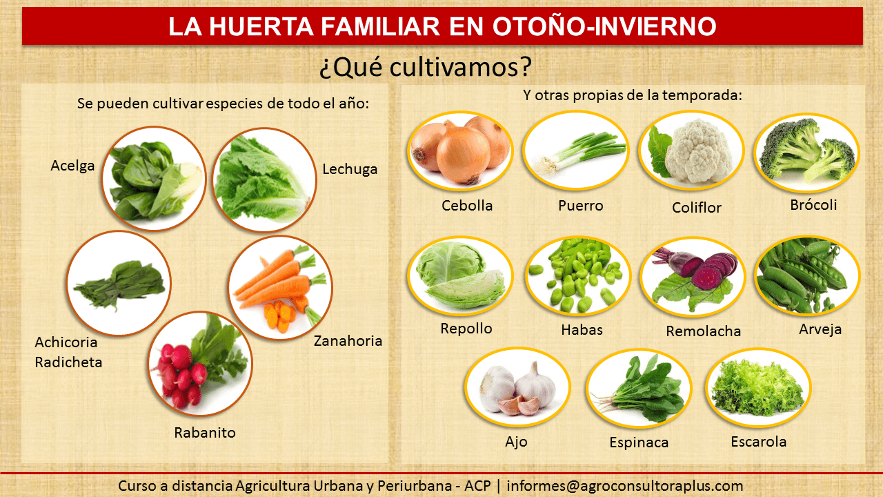 El Huerto De Alberto ¿que Sembrar En Invierno