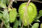 Las hojas de la Annona muricata L. proceden de un árbol frutal de entre 4 y 6 m. de altura perteneciente a la familia botánica Annonaceae, al igual que la Chirimoya.