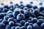 Cosecha y Poscosecha de Frutas y Hortalizas en Argentina: Blueberries o Arándanos